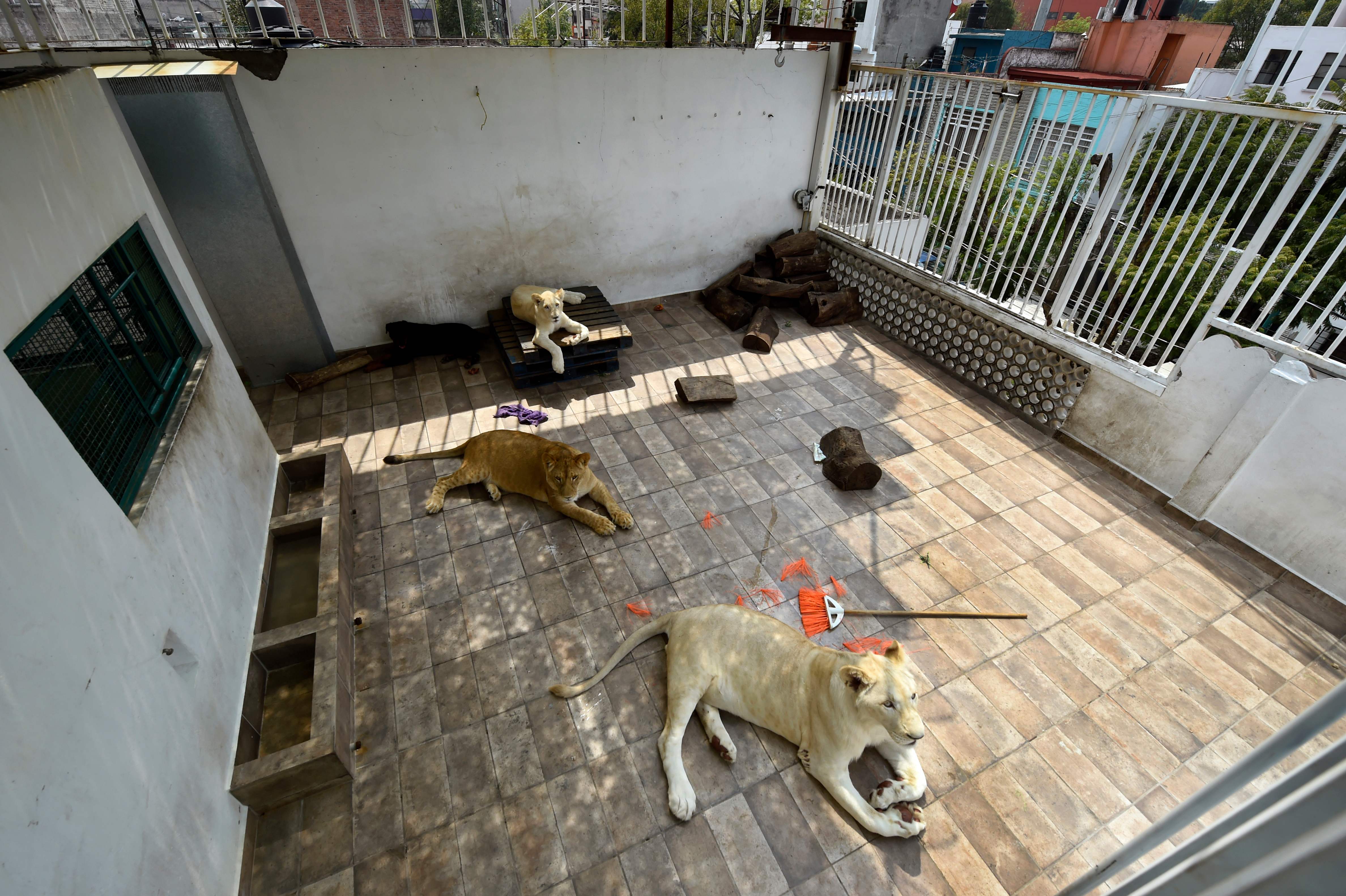 Hombre tiene tres leones en la terraza de su casa - Diario Digital Manabí  Noticias