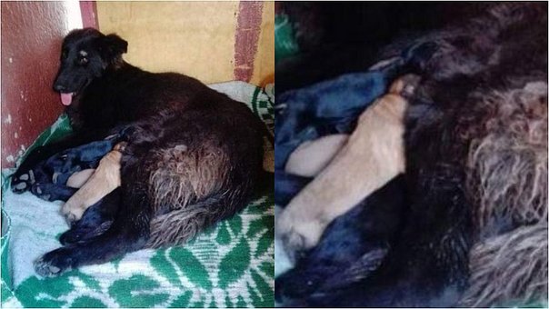 TERREMOTO PERU PERRITA